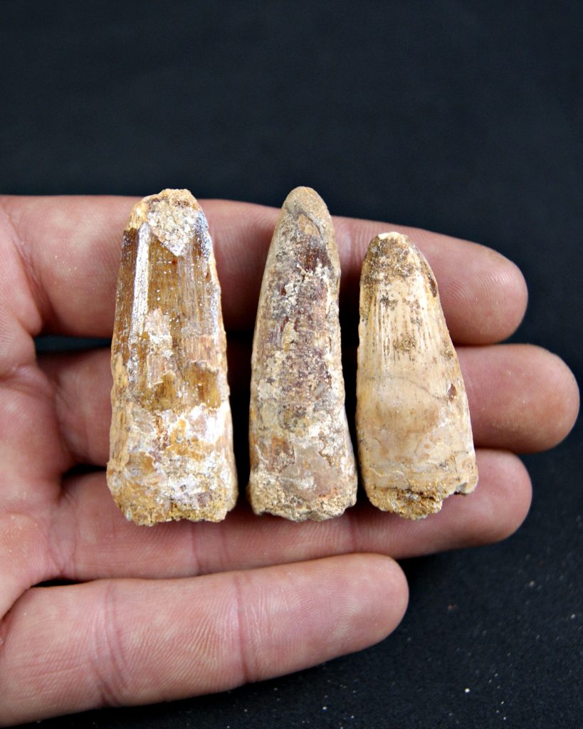Colección de 3 dientes de Spinosaurus