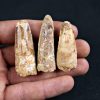 Colección de 3 dientes de Spinosaurus