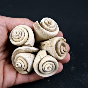 Conus sp Gasterópodos (und)