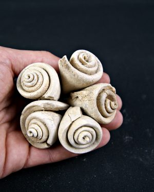 SONY DSC Conus sp Gasterópodos (und)