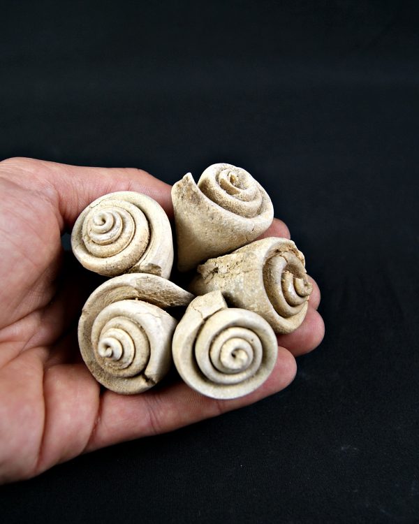 Conus sp Gasterópodos (und)