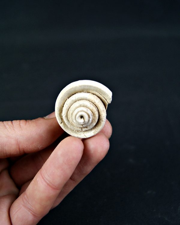 Conus sp Gasterópodos (und)