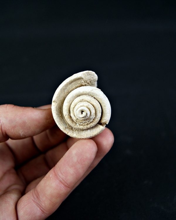 Conus sp Gasterópodos (und)