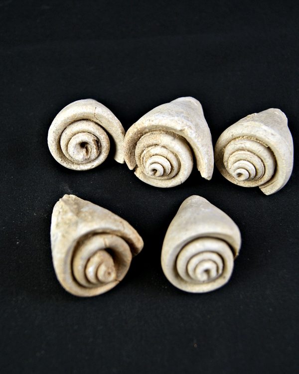 Conus sp Gasterópodos (und)