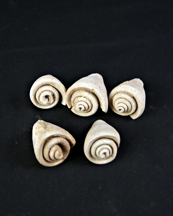 Conus sp Gasterópodos (und)