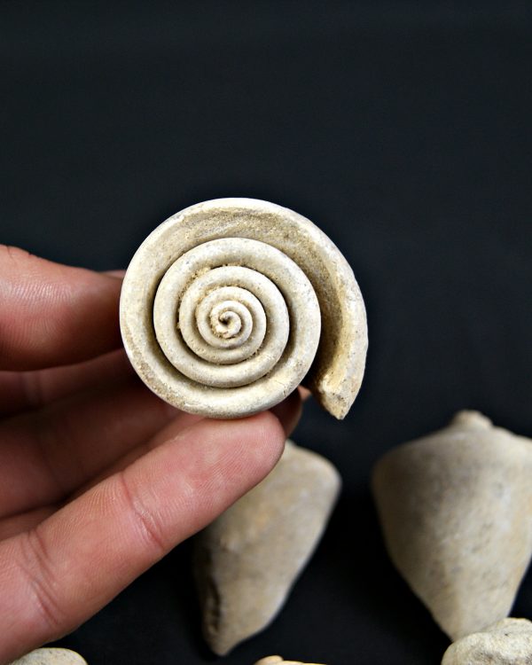 Conus sp Gasterópodos (und)