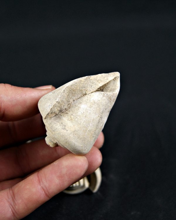 Conus sp Gasterópodos (und)