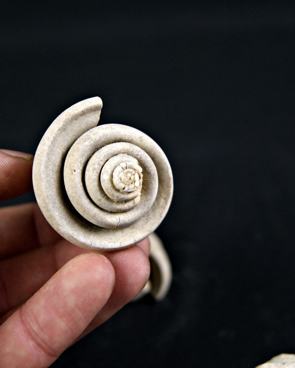 Conus sp Gasterópodos (und)