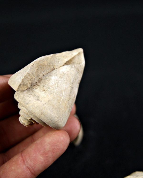 Conus sp Gasterópodos (und)