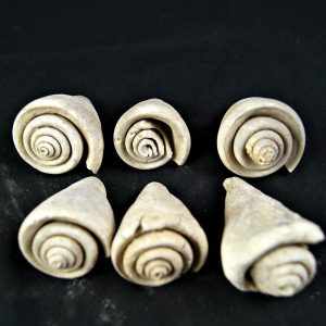 Conus sp Gasterópodos (und)