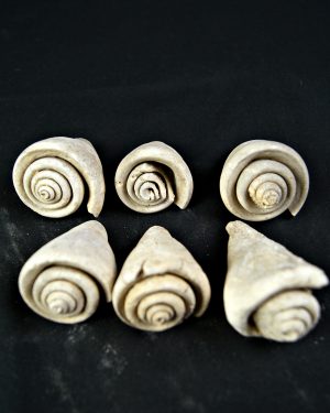 SONY DSC Conus sp Gasterópodos (und)