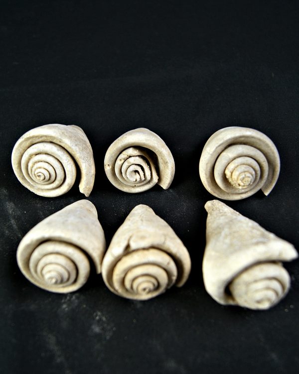 Conus sp Gasterópodos (und)