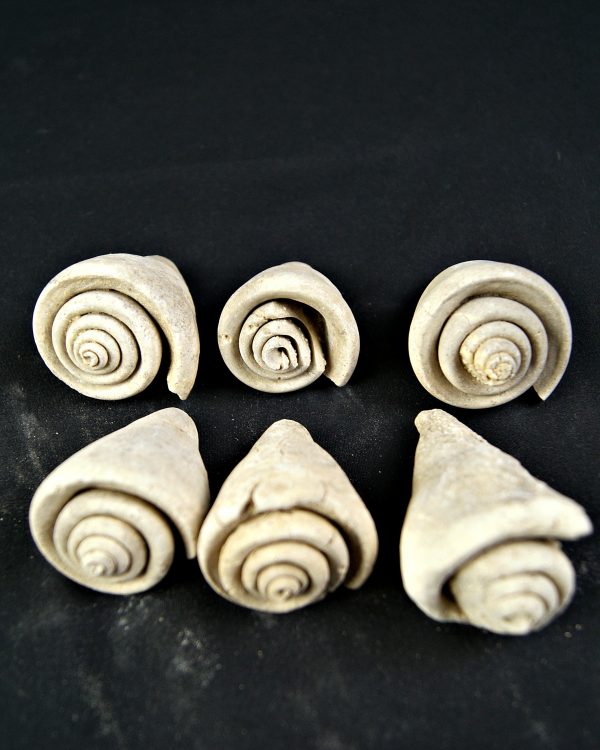 Conus sp Gasterópodos (und)