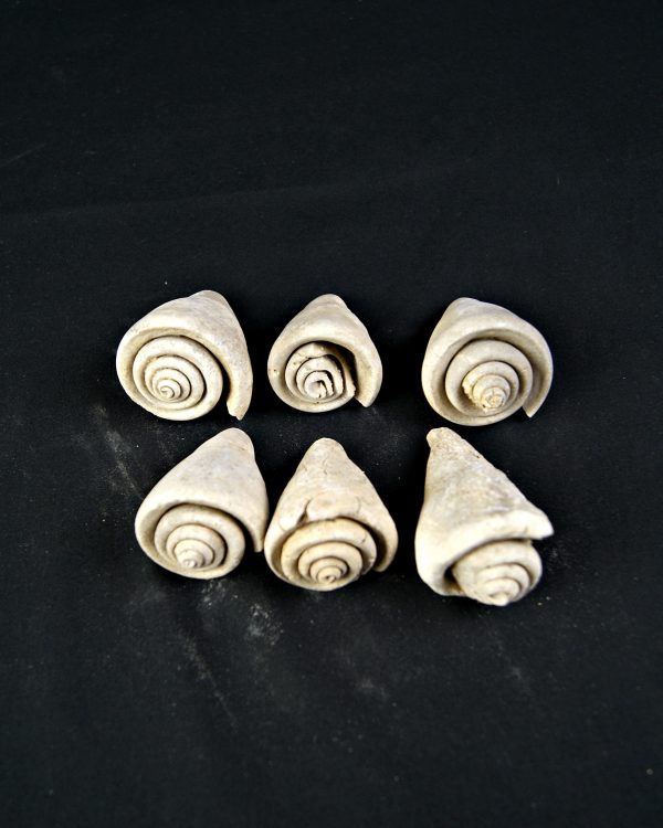 Conus sp Gasterópodos (und)