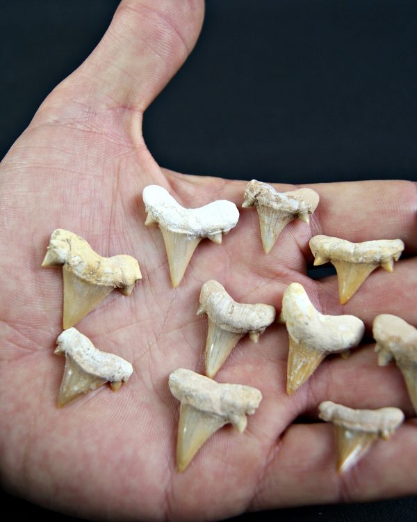 Diente de Cretolamna