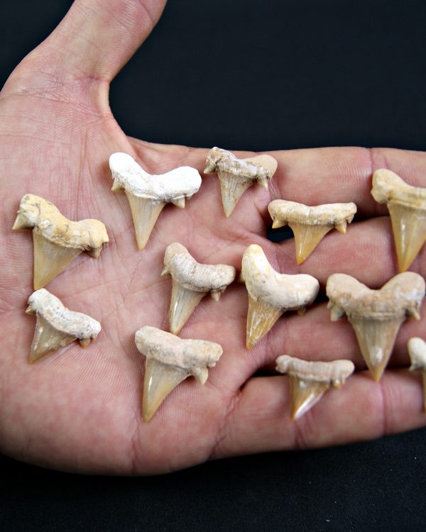 Diente de Cretolamna