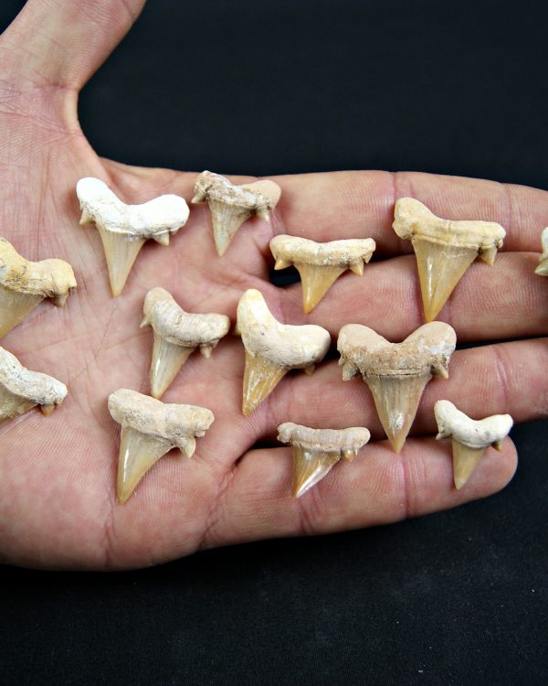 Diente de Cretolamna