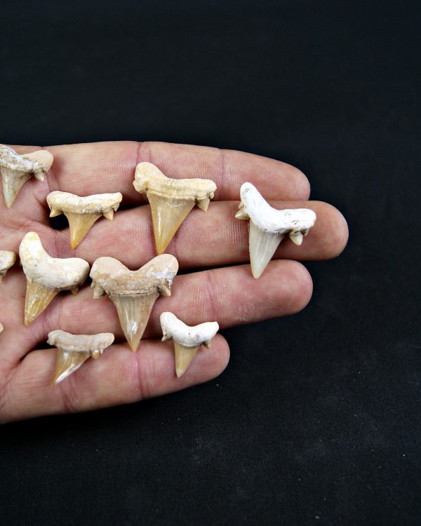 Diente de Cretolamna