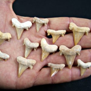 Diente de Cretolamna