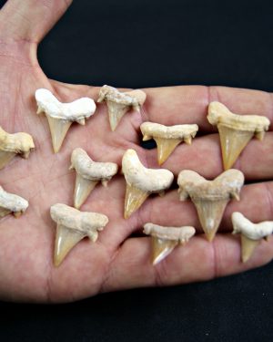 Diente de Cretolamna