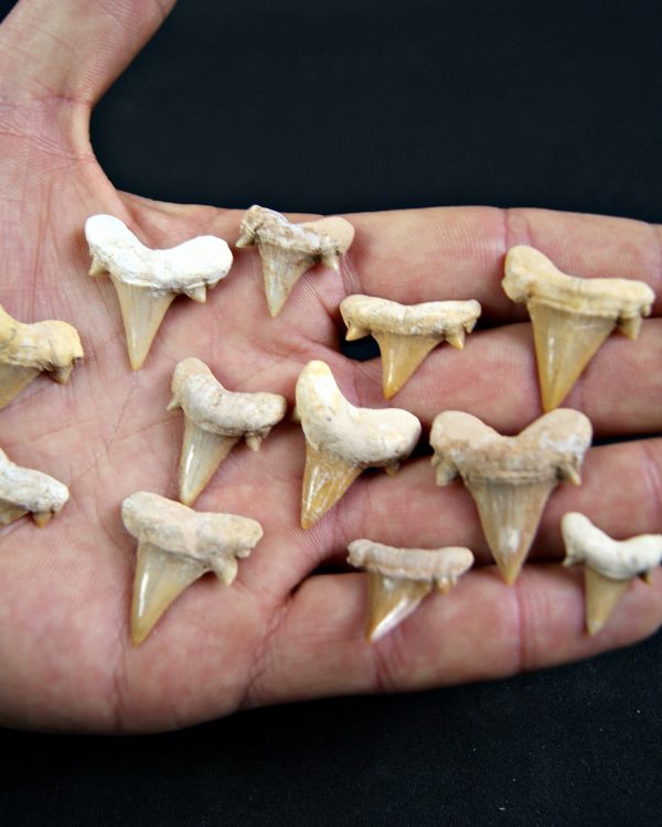 Diente de Cretolamna