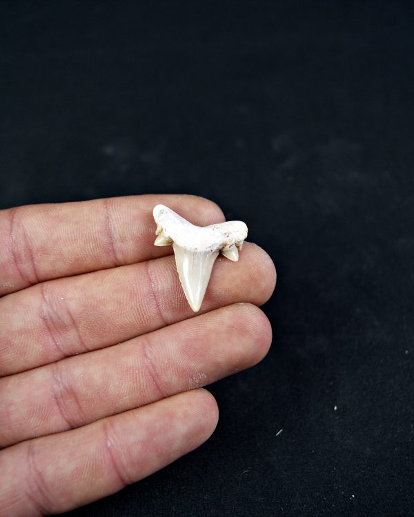 Diente de Cretolamna