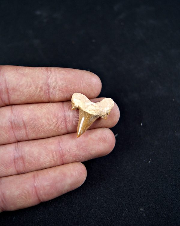 Diente de Cretolamna