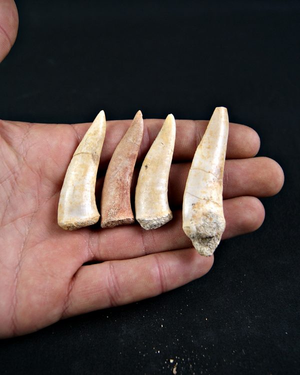 Enchodus libycus (und)