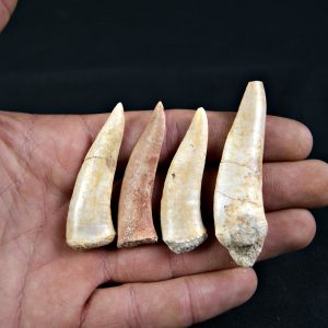 Enchodus libycus (und)