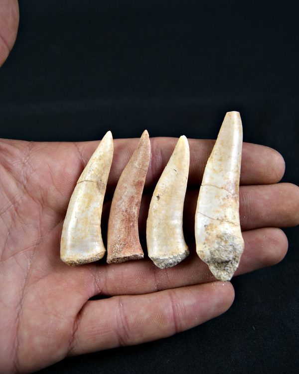 Enchodus libycus (und)