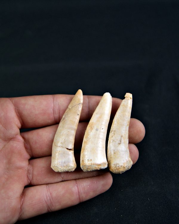 Enchodus libycus (und)