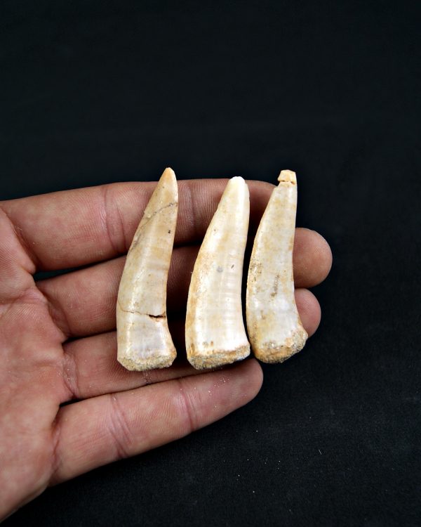 Enchodus libycus (und)