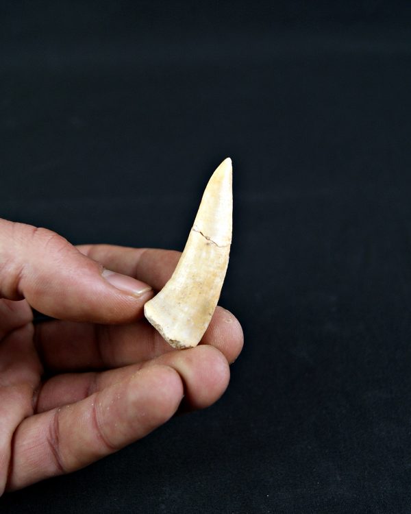 Enchodus libycus (und)