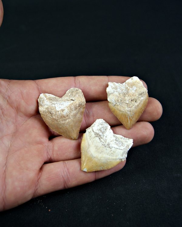 Tiburón cuervo Squalicorax (und)