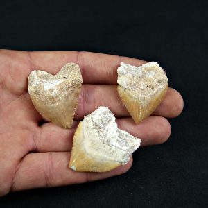 Tiburón cuervo Squalicorax (und)