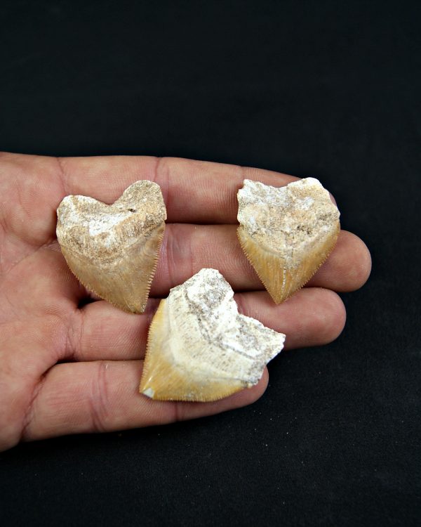 Tiburón cuervo Squalicorax (und)