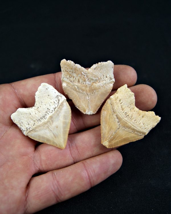 Tiburón cuervo Squalicorax (und)