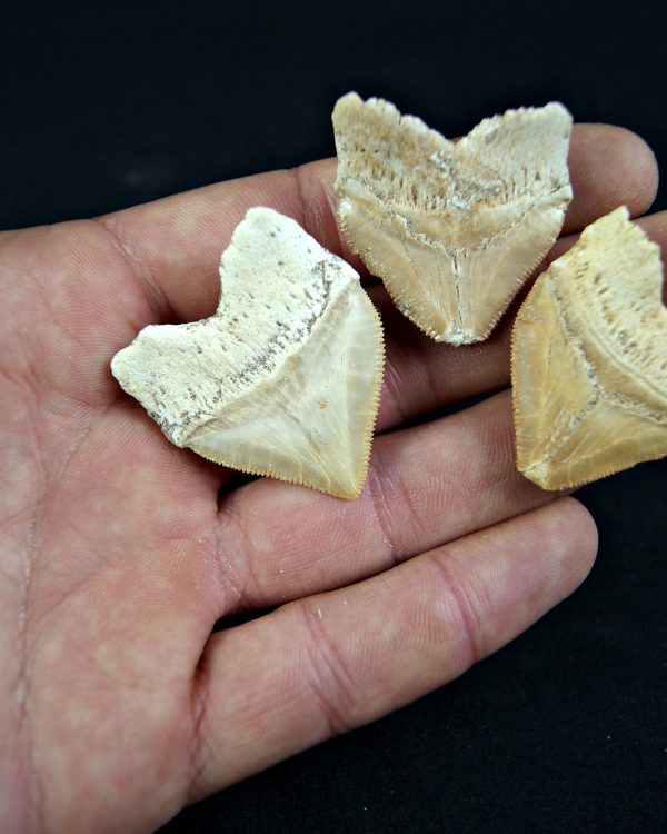 Tiburón cuervo Squalicorax (und)