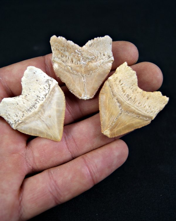 Tiburón cuervo Squalicorax (und)