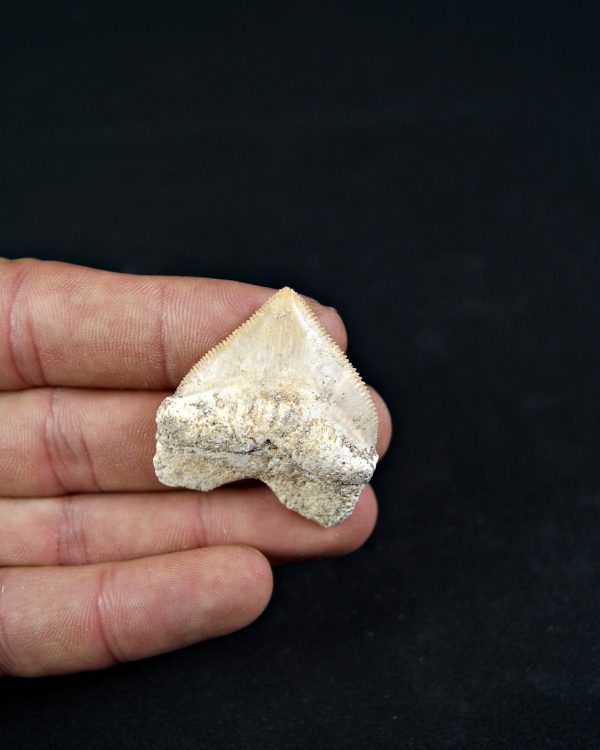 Tiburón cuervo Squalicorax (und)