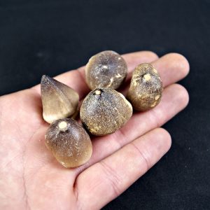 Mosasaurus globidens (UND)