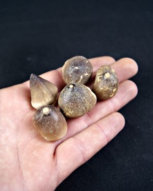 Mosasaurus globidens (UND)