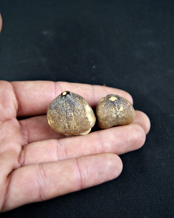 Mosasaurus globidens (UND)