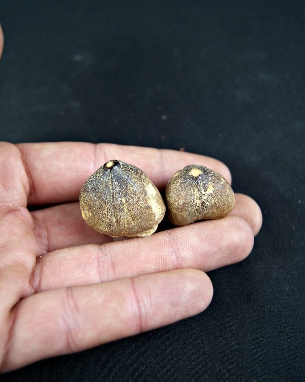 Mosasaurus globidens (UND)