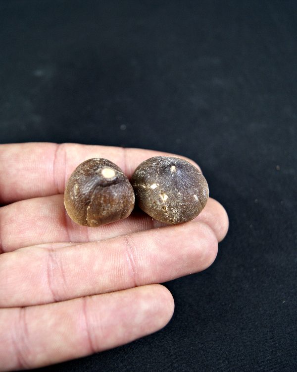 Mosasaurus globidens (UND)