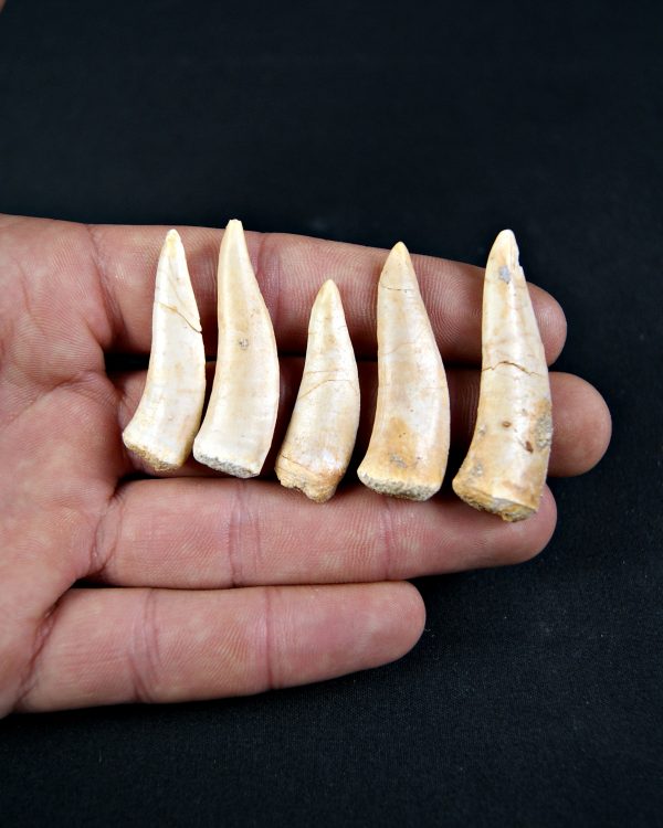 Enchodus libycus (und)