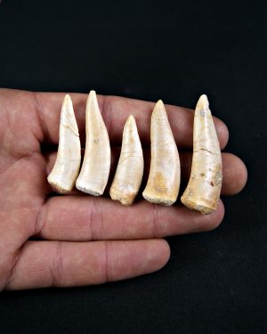 Enchodus libycus (und)