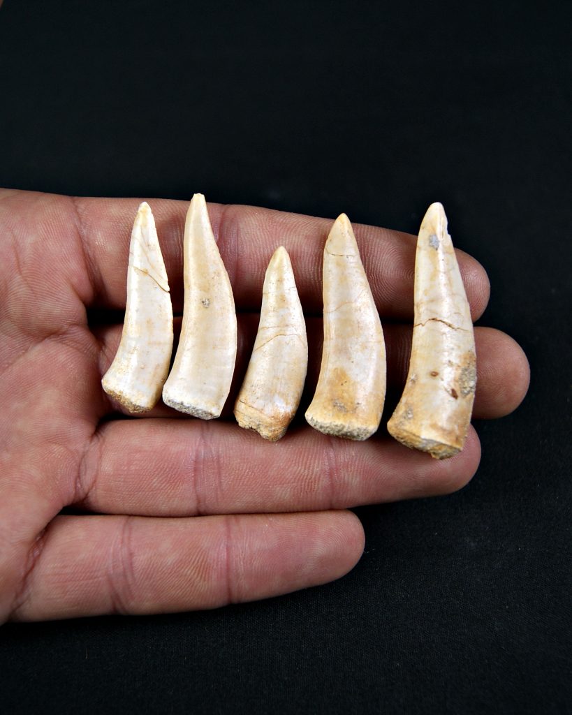 Enchodus libycus (und)
