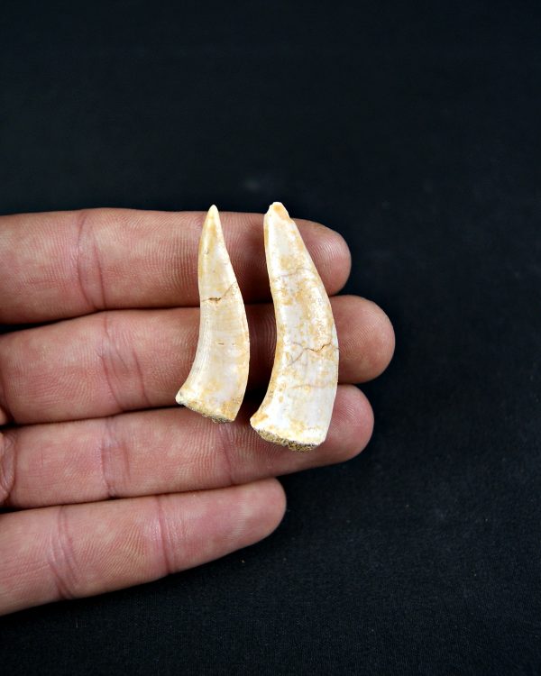 Enchodus libycus (und)