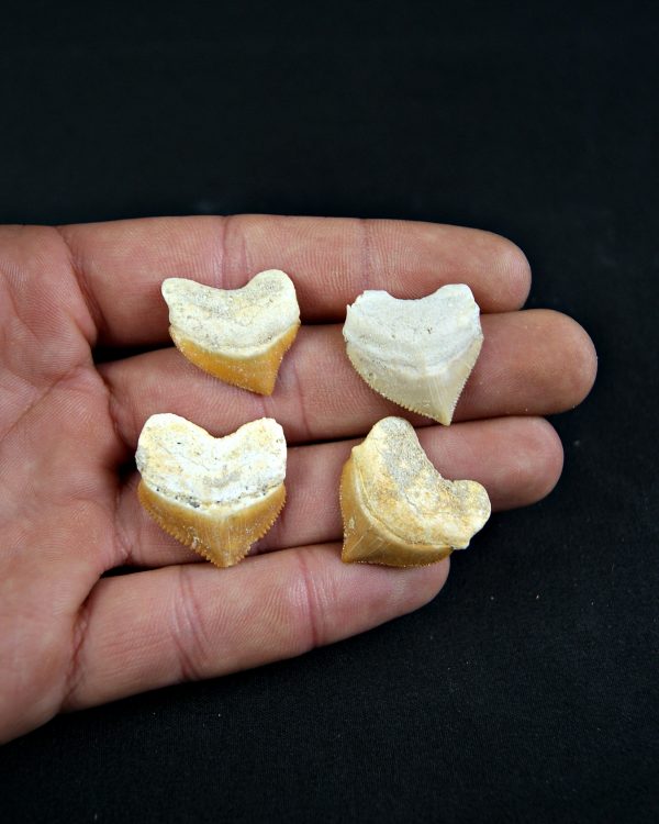 Diente de Squalicorax  (und)